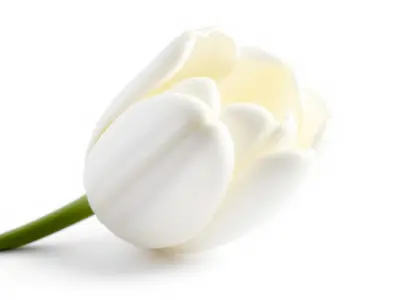 White Tulip Realistic Flower Model Pack Low-poly 3D model