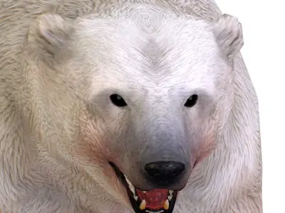 LowPoly Model White Polar Bear Low-poly 3D model