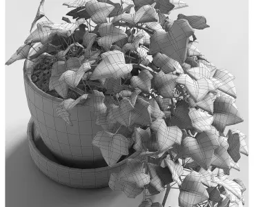 Hedera Helix wonder 3D model