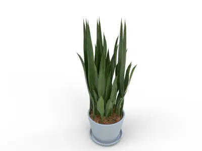 Sansevieria Aubrytniana Metallica  3D model