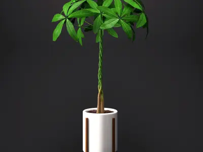 Umbrella Plant - Schefflera 3D model