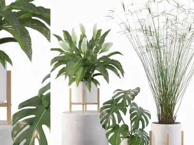 Plants collection 087 3D model