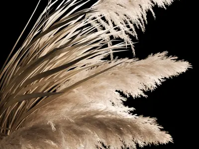 Hanging Bouquet Of Dry Reeds For Decoration 266 3D model