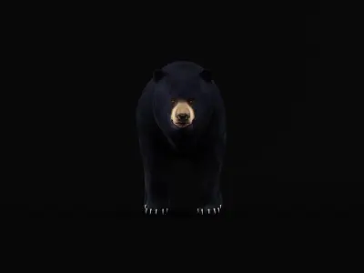 Louisiana Black Bear 3D model