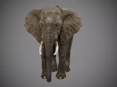 Elephant with tusks 3D model
