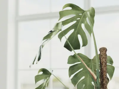 100cm Accurate high-poly Monstera Deliciosa in pot 3D model