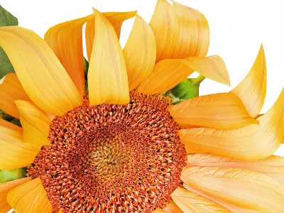 Yellow Flower Bouquet Of Sunflower In Ceramic Vase 537 3D model