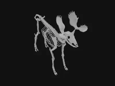 Moose skeleton 3D model