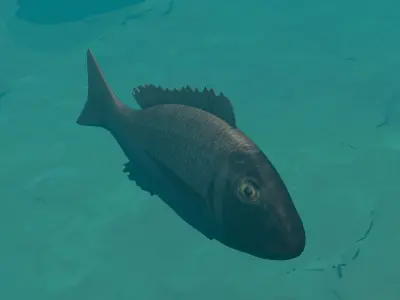 Orange finned emperor Low-poly 3D model