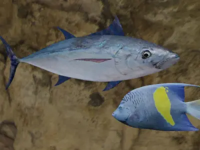 Longtail tuna-Pomacanthus maculosus 3D Model Collection