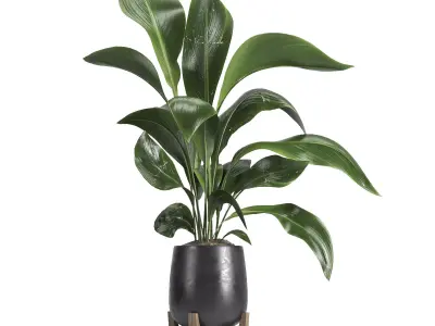 indoor plant 054 3D model