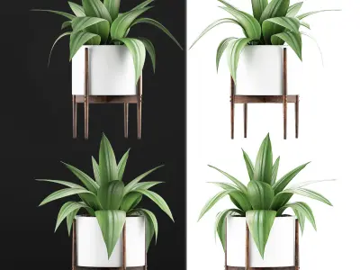 Plants Collection 63 3D model