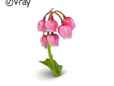 Pink Lily of the Valley Flower Model Pack Low-poly 3D model