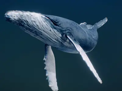  Humpback Whale 3D model