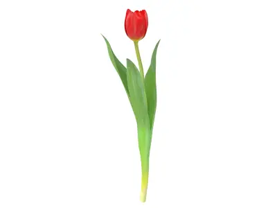 Tulip red 3D model