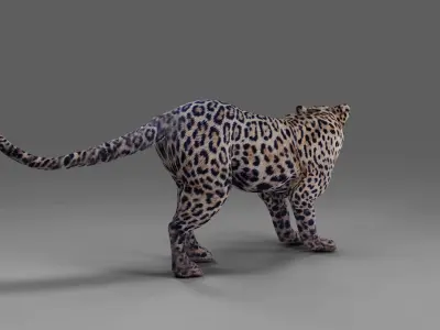 Jaguar Rigged in Blender  Low-poly 3D model