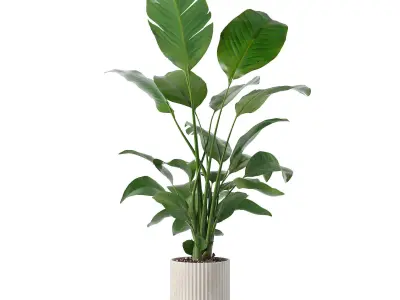 Strelitzia in biedge flowerpot 3D model
