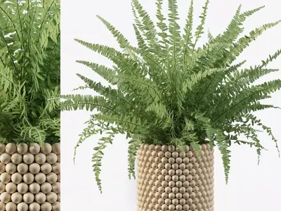 Fern indoor plant 3D model