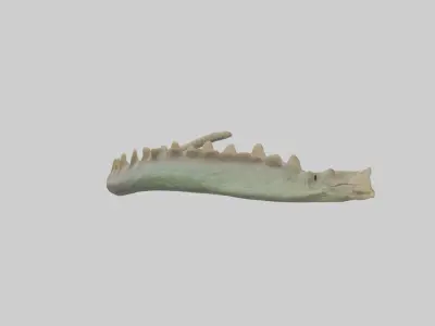 Lizard Spine 2 Low-poly 3D model