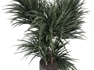 indoor plant 045 3D model