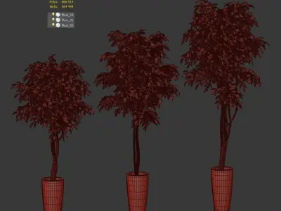 Ficus Benjamin Nitida on a bole - 3 models 3D model