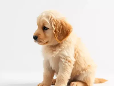 Golden Retriever Puppy model pack Low-poly 3D model