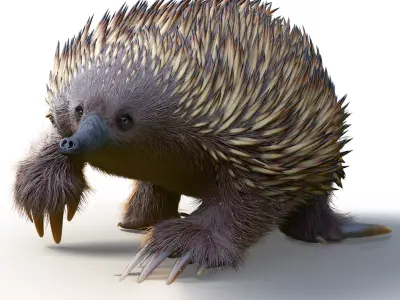 Tachyglossus aculeatus 3D model