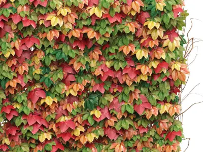 Decorative wall of autumn leaves of grapes Low-poly 3D model