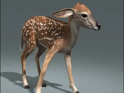 Fawn ANIMATED 3D model