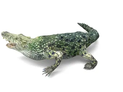 3D Crocodile rigged with animated  Low-poly 3D model