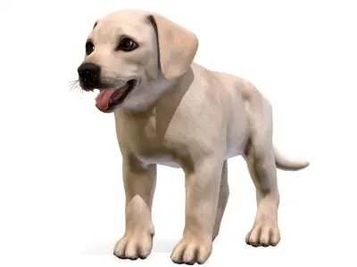 Puppy - Labrador Low-poly 3D model