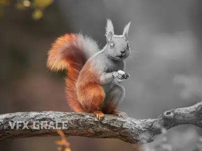 RedSquirrel Summer Animated VFX Grace 3D model