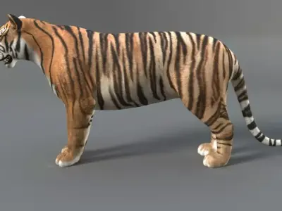 Tiger Rigged 3D model