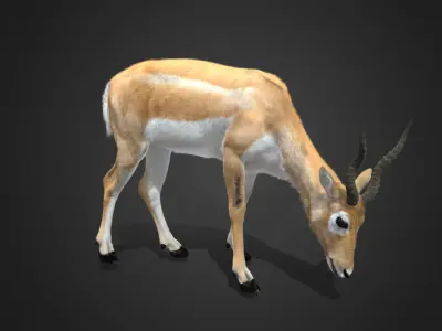 Young Blackbuck Realistic Animated 3D model