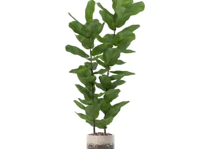 Ficus lyrata in modern flower pot 3D model 2