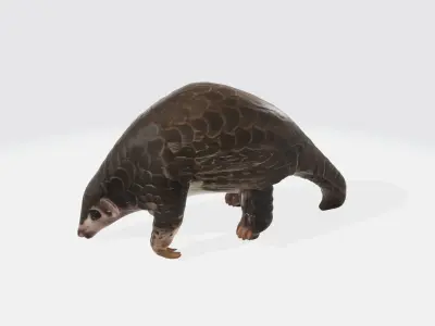 Realistic Cute Pangolin Model High Poly 3D model