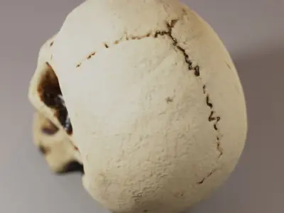 Small Decorative Skull - 3D Scan Low-poly 3D model