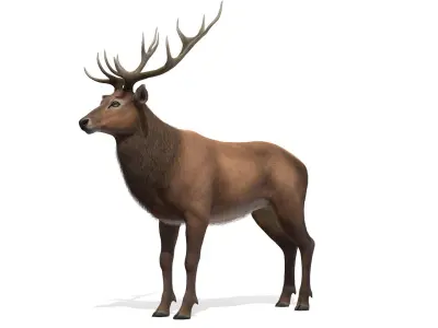 Red Deer stag  Low-poly 3D model