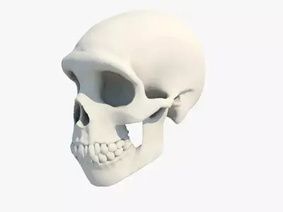 Skull Neanderthal 3D model