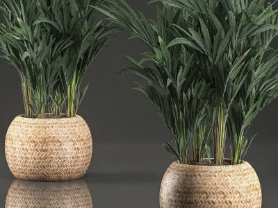 Decorative palm in a in a basket 569 3D model