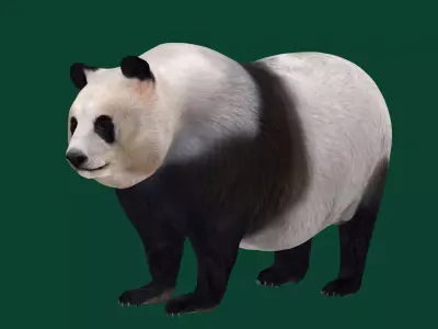 Giant Panda Bear  3D model