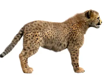 Cheetah-Baby cheetah 3D model