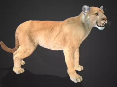 Cougar - Puma Realistic Animated 3D model
