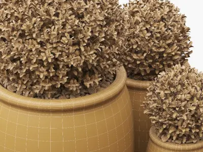 Potted Buxus Balls 02 3D model