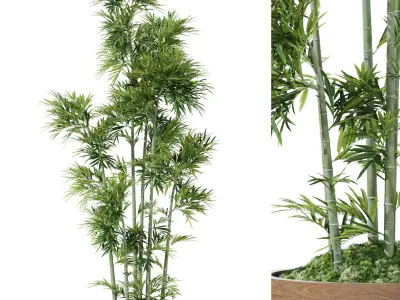 Plants collection vol 53