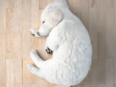 Golden Retriever sleeping dog puppy  3D model