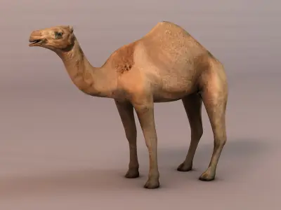 Camel Low-poly 3D model