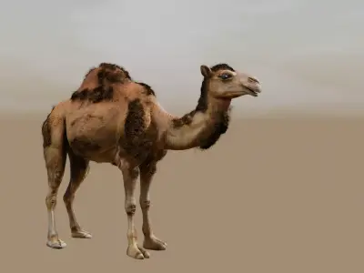 Animated Camel with Hair and Fur  Low-poly 3D model