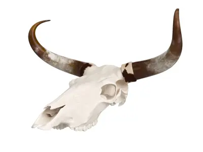 Cattle Cow Skull and Horns 3D model