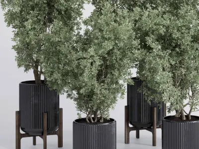 indoor plant set 381 tree bush concrete dirt vase Low-poly 3D model